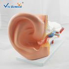 4 Pieces Anatomical Ear Model Anatomy Of The Ear Model Prepared For Five Times