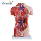 Teaching Hospital Precision Anatomical Torso Model 42cm Male Torso 3d 13 Parts