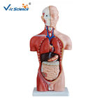 Teaching Hospital Precision Anatomical Torso Model 42cm Male Torso 3d 13 Parts