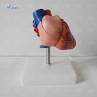 New Style Life-Size Heart Model Enlarged Cardiac Planing Model