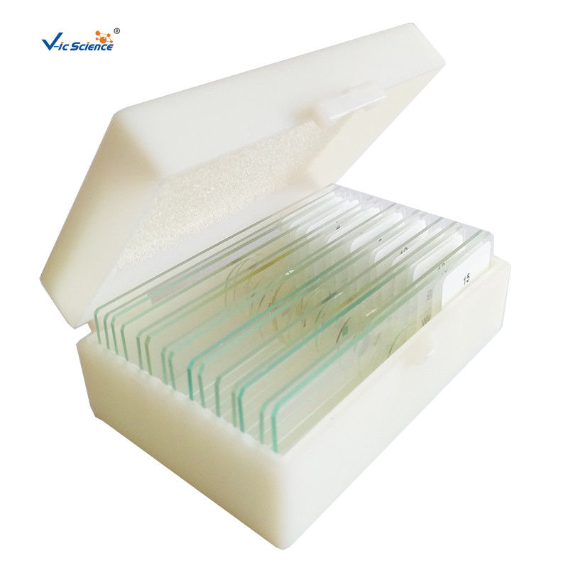 Laboratory Disposable Microscope Prepared Slides 12pcs Beans Anther Meiosis