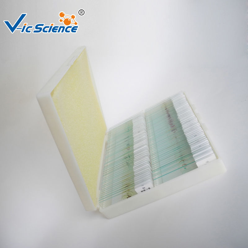 High Performance Mixed Prepared Microscope Slides 100pcs For Primary School