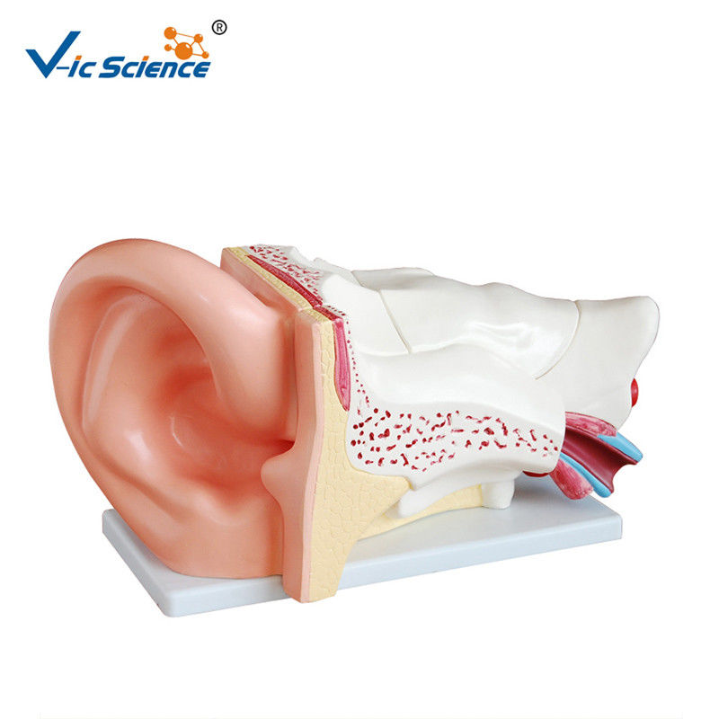 High Performance Human Torso Anatomy Anatomical Ear Model 42x24x16 Cm